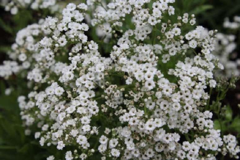 2. Flor mosquitinho natural. Fonte: Planta Sonya