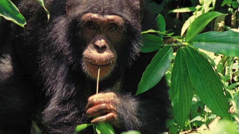 Chimpanzés não costumam compartilhar comidas de alto valor nutritivo, como frutas