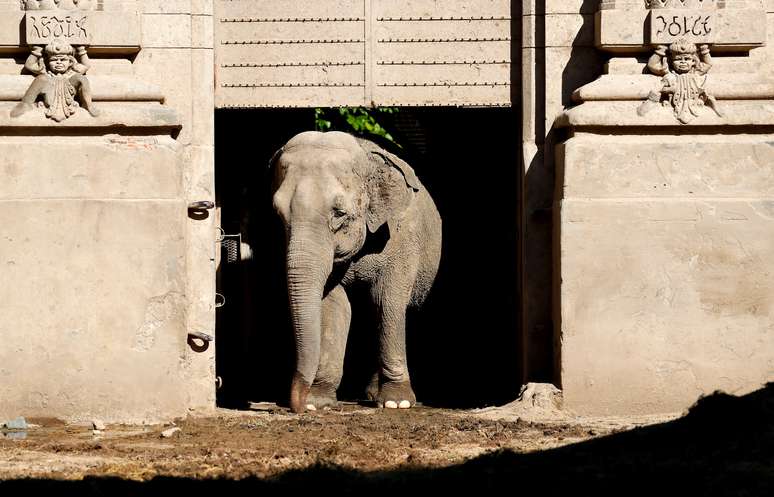 A elefanta asiática Mara, 54 anos, sai de seu recinto no antigo zoológico da cidade, agora conhecido como Ecopark, em Buenos Aires, Argentina. 18/02/2020. REUTERS/Agustin Marcarian