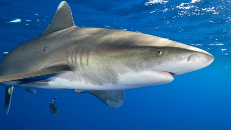 Acredita-se que a espécie que mais atacou marinheiros foi a do tubarão-galha-branca-oceânico