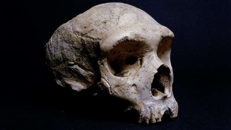 O crânio fossilizado de um neandertal encontrado em Gibraltar é exibido no Museu de História Natural de Londres