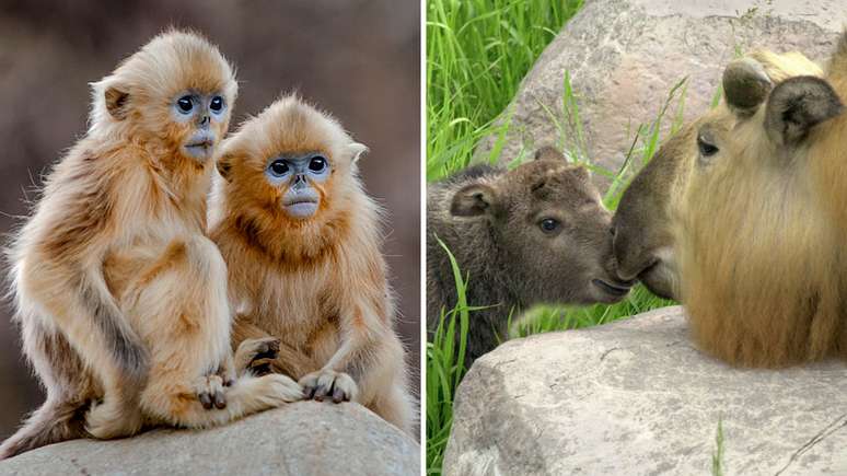 O macaco-dourado de nariz arrebitado (à esquerda) e a cabra gnu, ou Takin (à direita), estão na lista