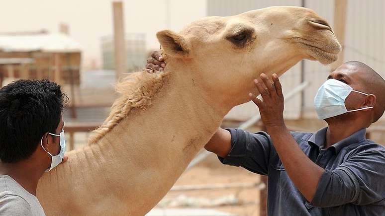 O vírus da Mers, síndrome respiratória do Oriente Médio, foi encontrado em camelos e dromedários