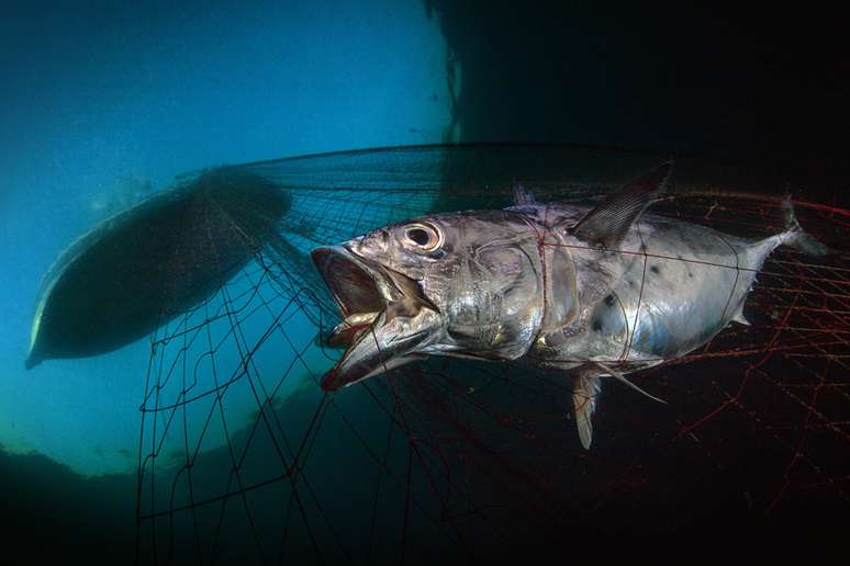 O italiano Pasquale Vassallo venceu a categoria 'Conservação Marinha' com uma imagem de um atum enquanto ele é rebocado em direção a um barco na costa de Nápoles