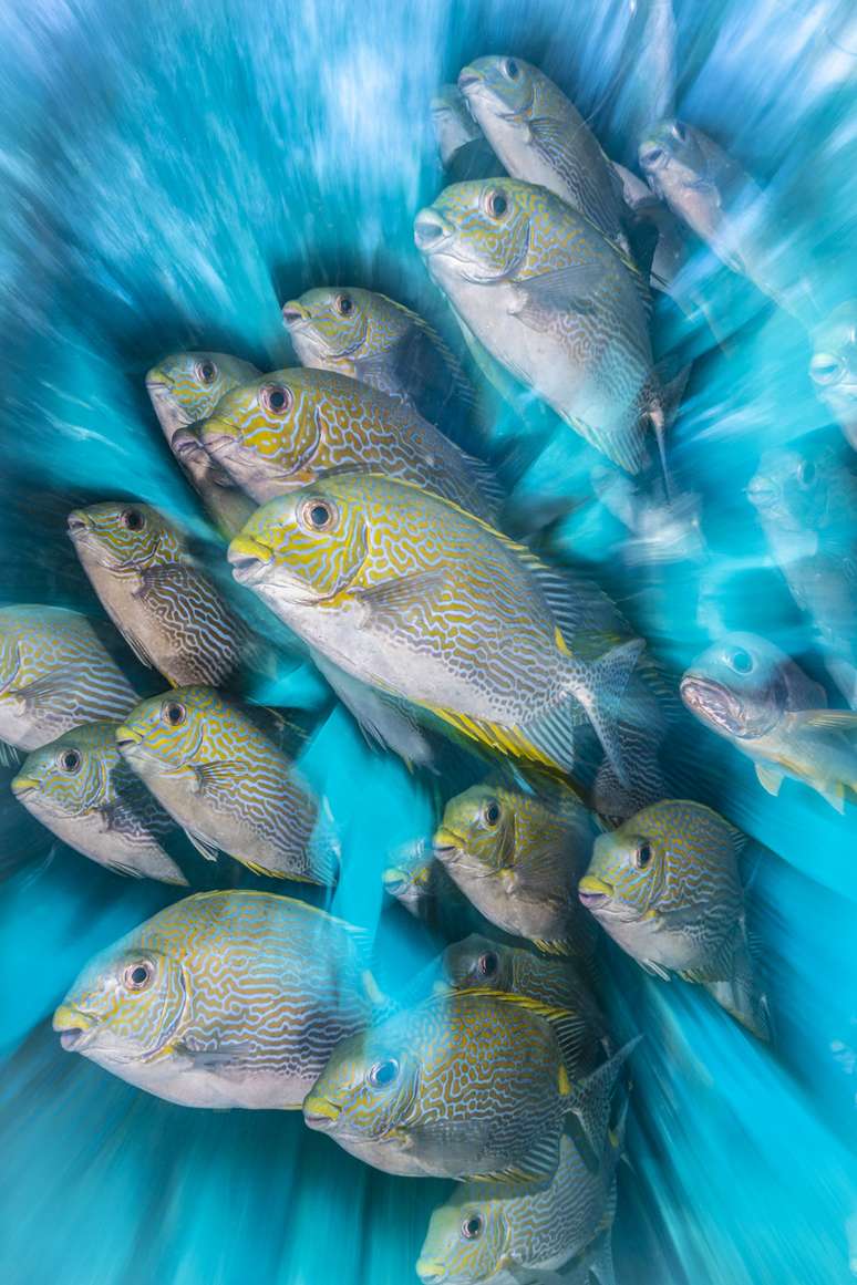 O inglês Nick More ganhou a categoria para a fotógrafos britânicos com uma imagem de peixes Siganus, feita na Indonésia