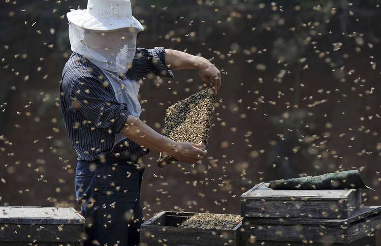 Apicultor chinês em Hefei
05/04/2010
REUTERS/Stringer