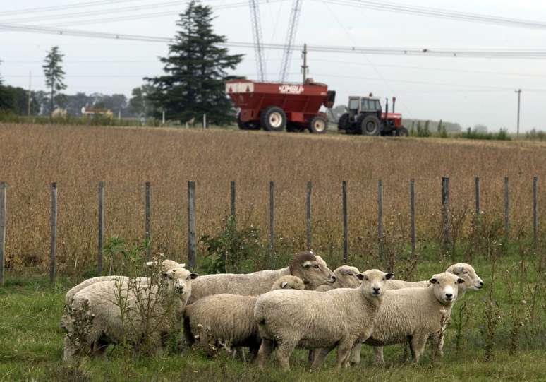 &Aacute;rea agr&iacute;cola em Estaci&oacute;n Islas, Argentina 
04/04/2010
REUTERS/Enrique Marcarian