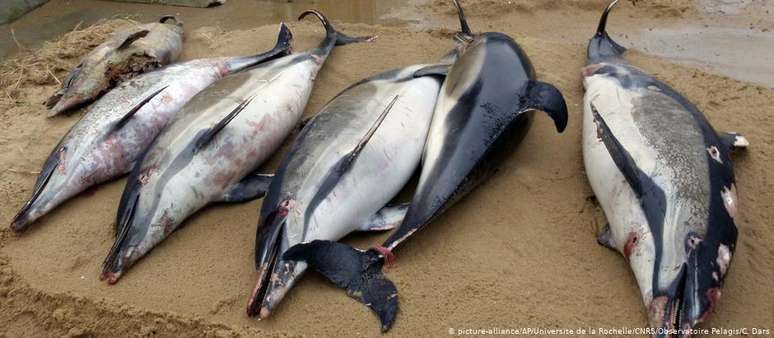 Em todo o ano de 2019, foram encontrados 11 mil golfinhos mortos na costa da França