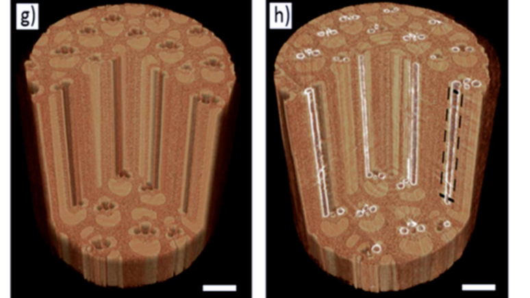 Radiografia mostra bambu in natura (à esq.) e com os microcanais pintados (à dir.)