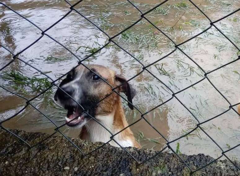 Fotos divulgadas pela ONG Focinhos de Luz mostram animais em meio ao abrigo inundado