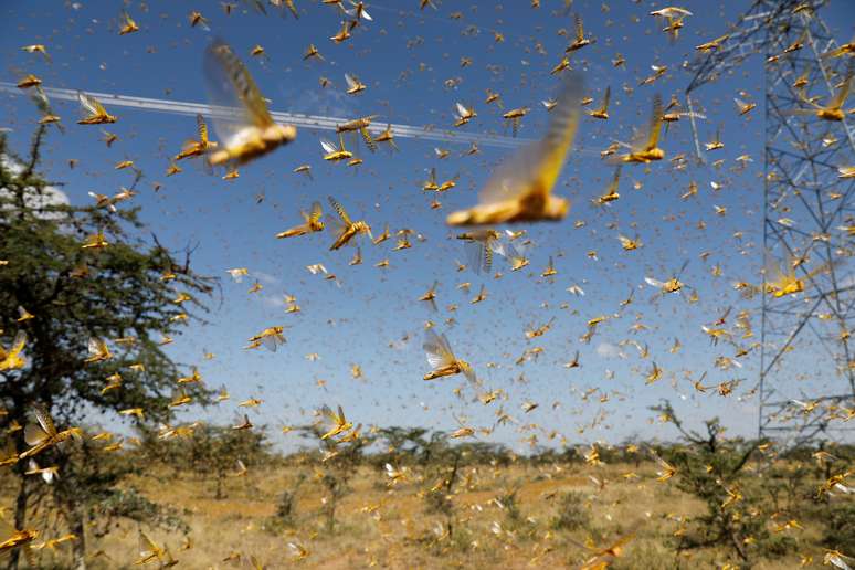 Enxame de gafanhotos-do-deserto fotografado na cidade de Nanyuki, Quênia 
21/02/2020
REUTERS/Baz Ratner