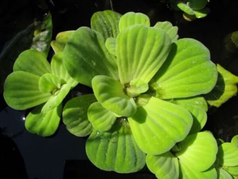 6. A alface d´água é uma das plantas para aquário que pode ser utilizada no seu tanque. Fonte: Bukalapak