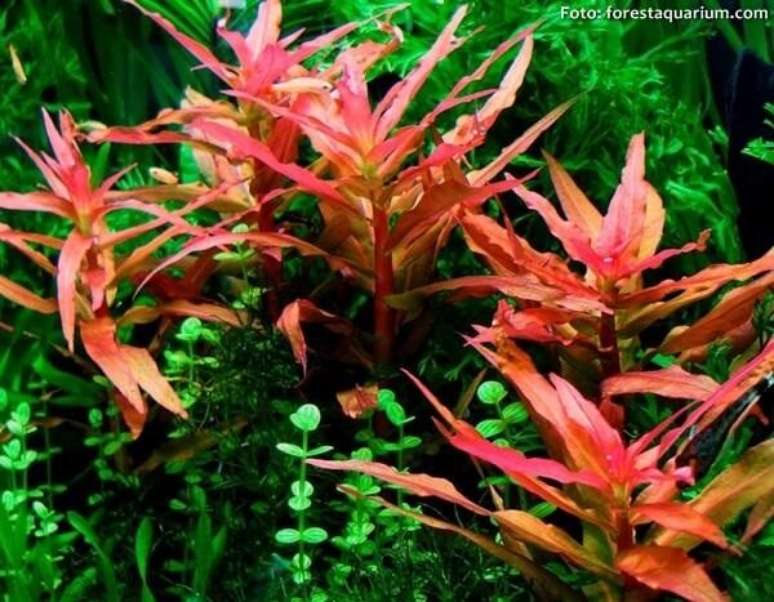 8. A amânia rosada se destaque no aquário. Fonte: Forestauquarium