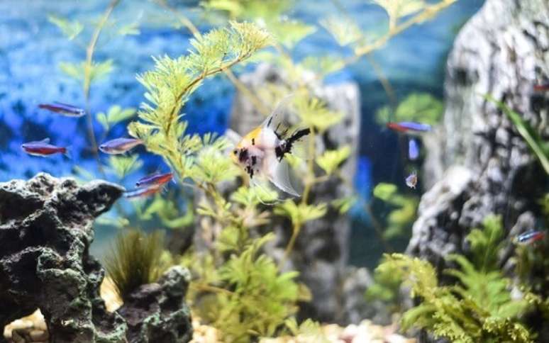 27. As plantas para aquário natural auxiliam na oxigenação da água. Fonte: Canal do Pet