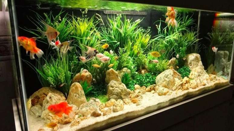 28. As plantas para aqu&aacute;rio reduzem a agressividade dos peixes. Fonte: Decorando Tudo