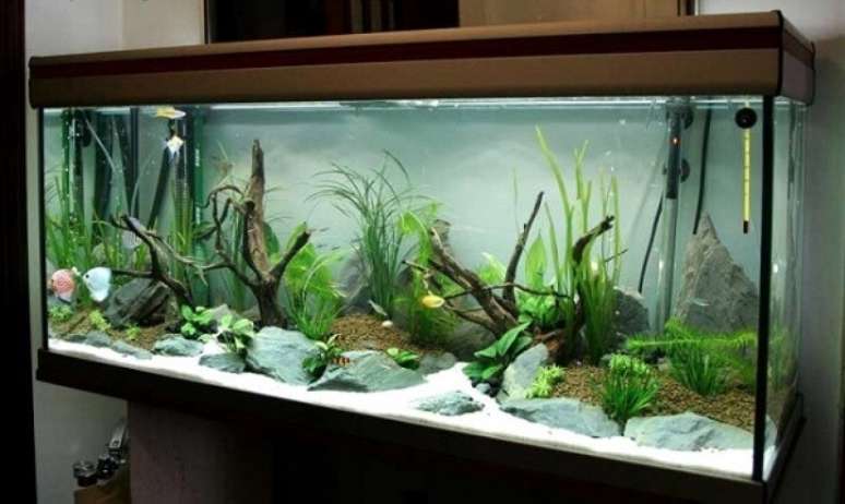 31. O substrato para plantas aquário é responsável por fornecer os nutrientes ao ambiente. Fonte: Pinterest