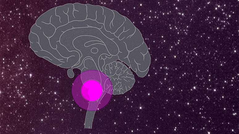 O complexo pr&eacute;-B&ouml;tzinger &eacute; indispens&aacute;vel para a gera&ccedil;&atilde;o e modula&ccedil;&atilde;o do ritmo respirat&oacute;rio