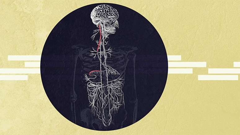 O nervo vago &eacute; respons&aacute;vel por conectar o c&eacute;rebro com os principais &oacute;rg&atilde;os vitais e controlar os atos involunt&aacute;rios do organismo