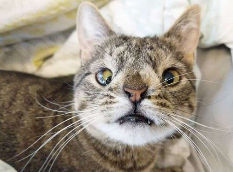 Gata Maya, que tem Síndrome de Down, terá a história escrita por tutores em livro.