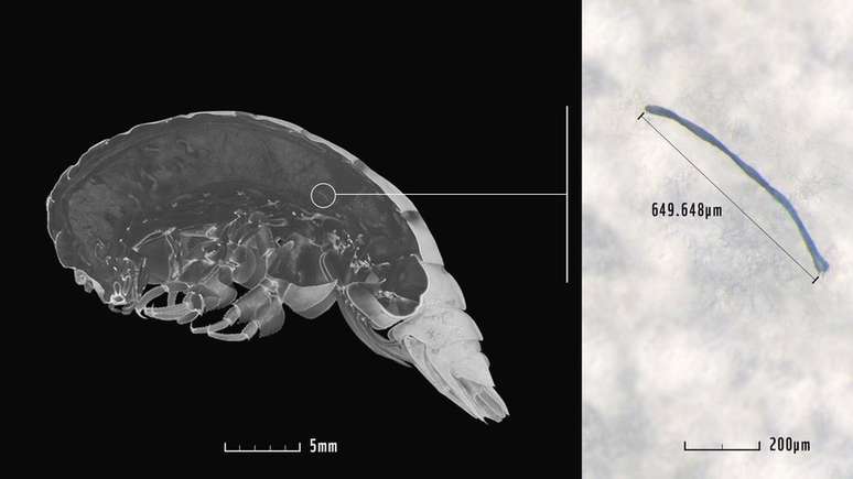 'Eurythenes plasticus' tem aproximadamente cinco cent&iacute;metros de comprimento