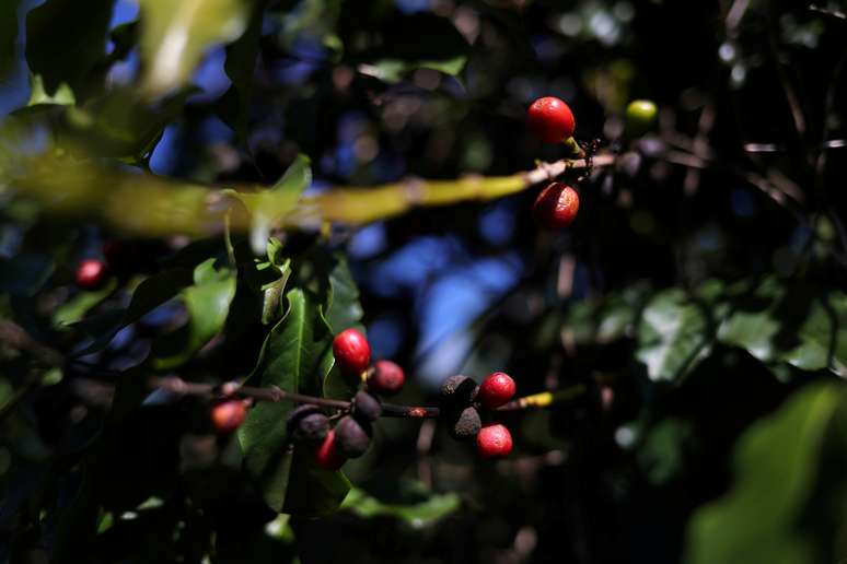 Pé de café em uma plantação na cidade de São João da Boa Vista, Brasil 
06/06/2019
REUTERS/Amanda Perobelli