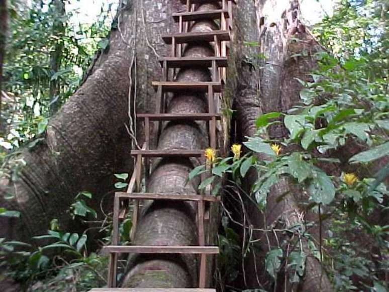 6. Modelo de escada que dá acesso para casa da árvore. Fonte: Pinterest