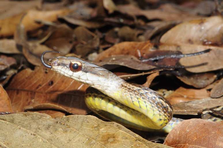 O objetivo da produ&ccedil;&atilde;o &eacute; mostrar a import&acirc;ncia das cobras, e eliminar alguns preconceitos sobre elas