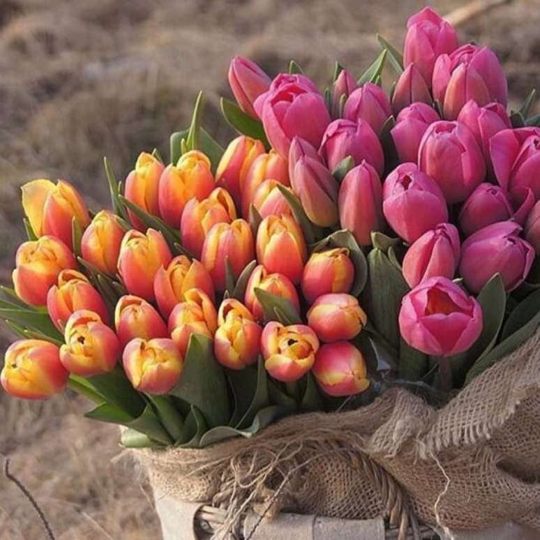 36- É possível encontrar diferentes tonalidades de tulipa na natureza. Fonte: Pinterest