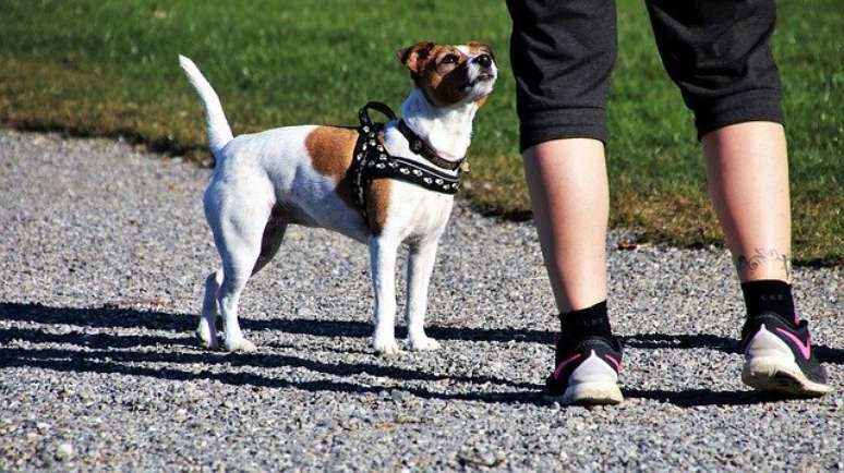 Caminhar e passear com cachorro durante a crise do coronavírus