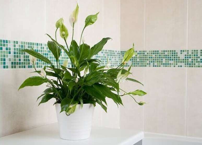 27- O Lírio da Paz é uma planta que se adapta perfeitamente ao ambiente do banheiro. Fonte: Abril