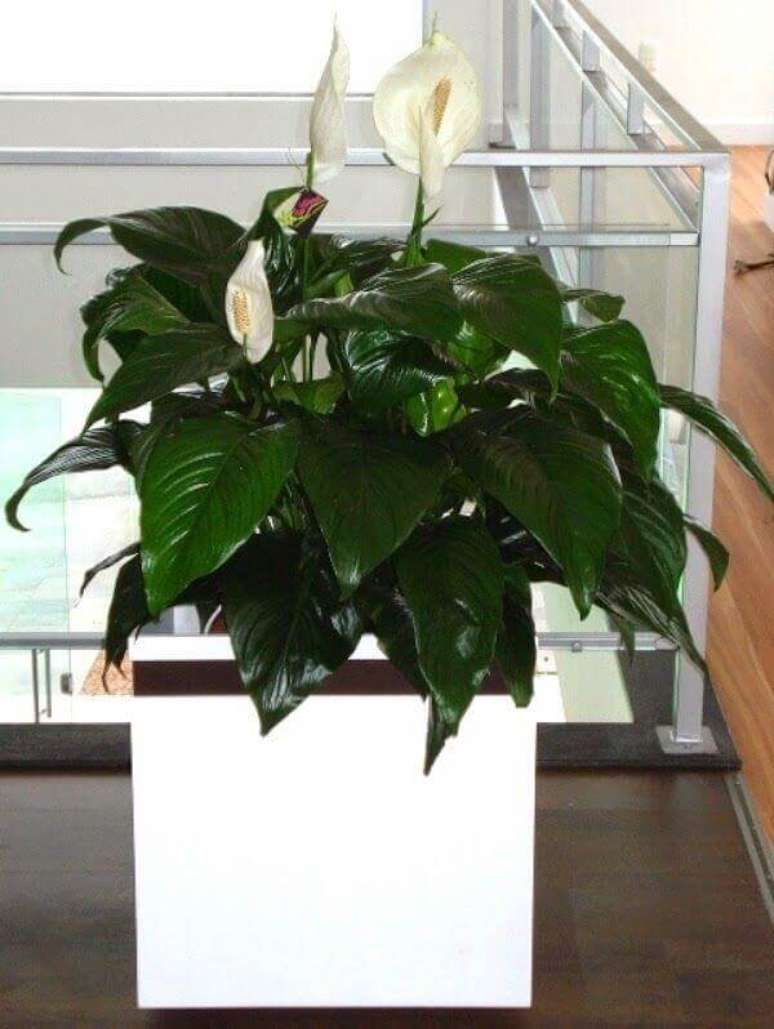 18- No mezanino, o cachepot branco com linhas retas acomoda muda de L&iacute;rio da Paz gigante. Fonte: Pinterest