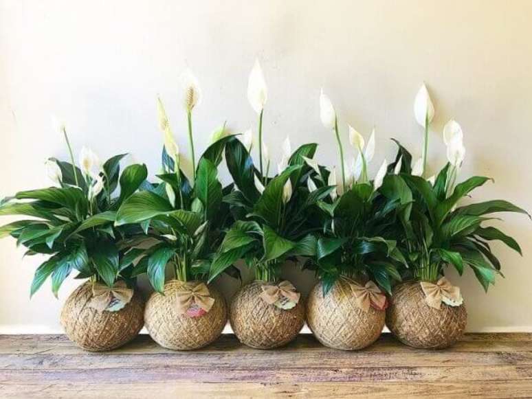 35- A Kokedama (Esfera de musgos) envolve as mudas de L&iacute;rio da Paz. Fonte: Arozona