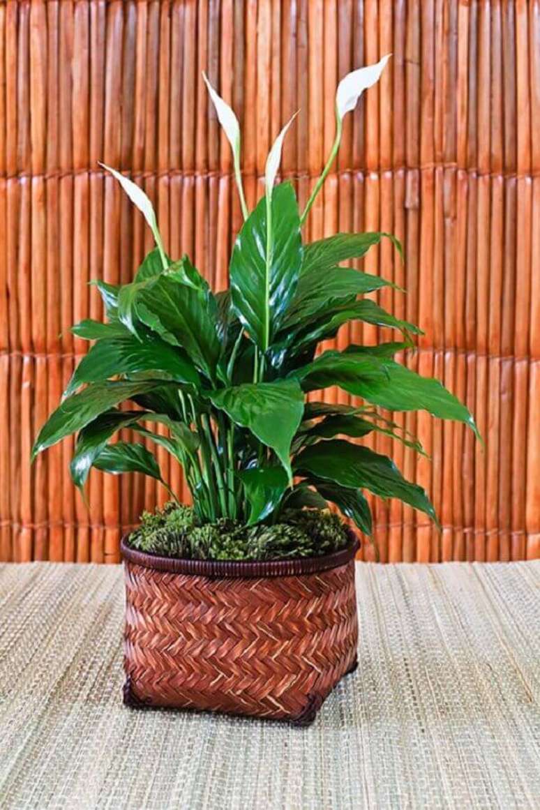 39- Em ambientes r&uacute;sticos com fibras naturais, o vaso com L&iacute;rio da Paz foi colocado dentro do cachepot tran&ccedil;ado. Fonte: Hometeka