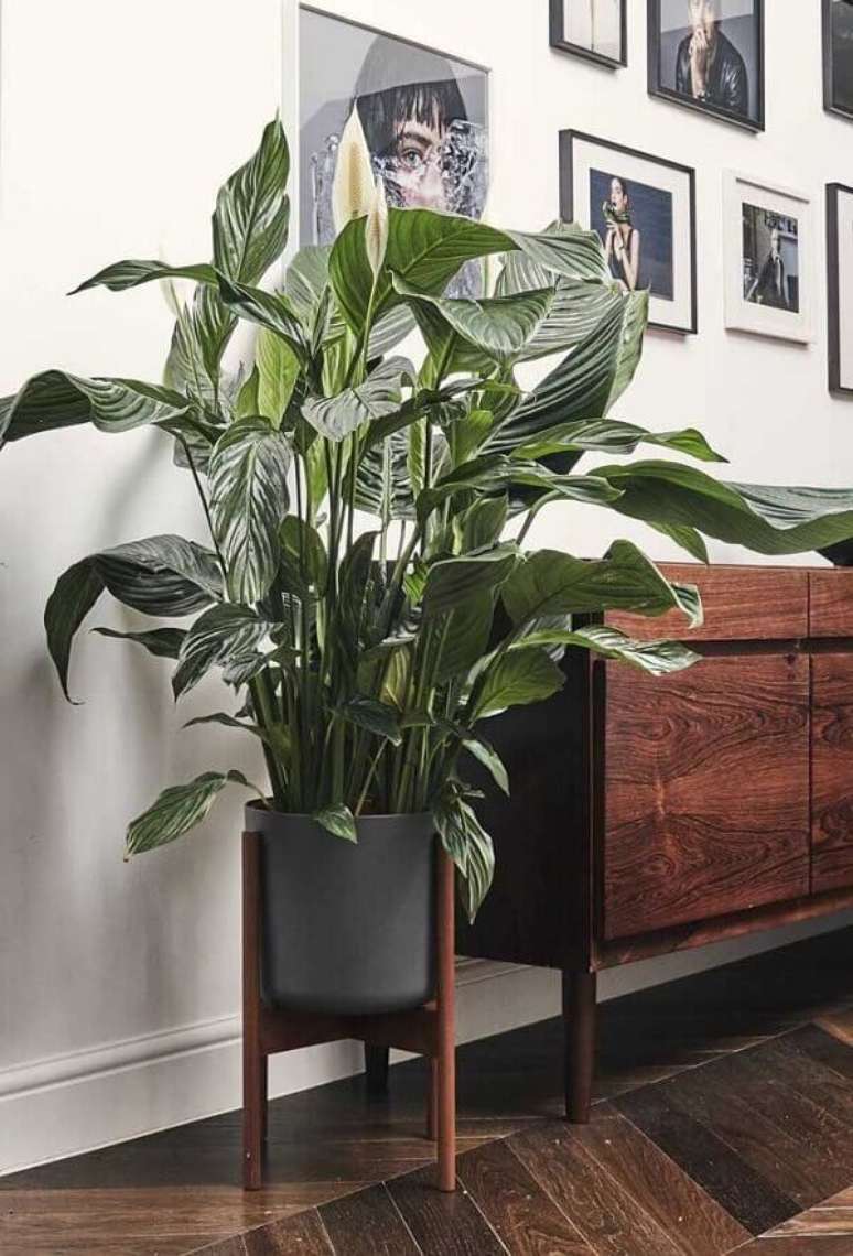 40- O L&iacute;rio da paz gigante foi plantado em vaso com suporte de madeira. Fonte: Pinterest