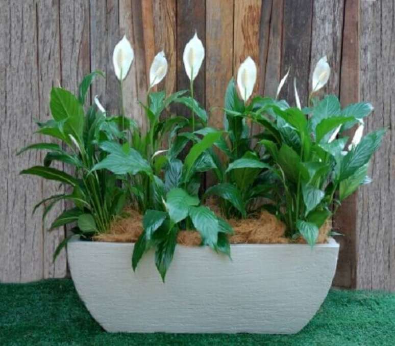 38- Na jardineira com L&iacute;rio da Paz o acabamento sobre a terra foi feito com fibras naturais. Fonte: Cultura Mix