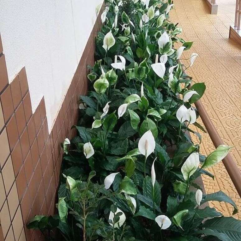 47- O canteiro de L&iacute;rio da Paz enfeita a varanda com piso hidr&aacute;ulico amarelo. Fonte: Cultura Mix