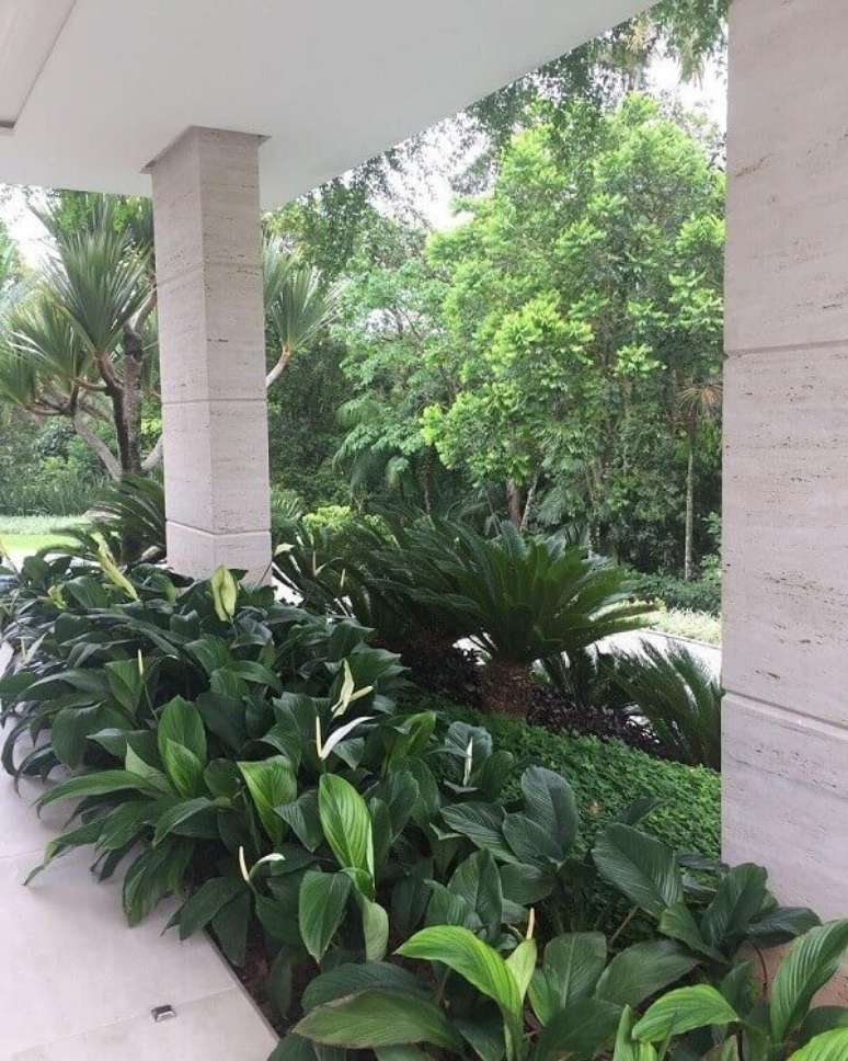 5- Como plantar o L&iacute;rio da Paz em jardim tem um grande apelo paisag&iacute;stico, muitas edifica&ccedil;&otilde;es utilizam a planta no hall de entrada. Fonte: Picdeer
