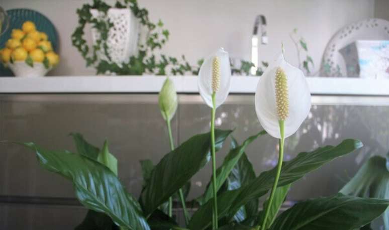 16- O L&iacute;rio da Paz &eacute; uma planta que gosta de &aacute;reas sombreadas como cozinhas, salas e banheiros. Fonte: Adriano Gronard