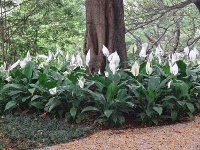 4- Como plantar o L&iacute;rio da paz sob &aacute;rvores protege a planta do sol direto, transforme-a em forra&ccedil;&atilde;o. Fonte: ConstruindoDecor