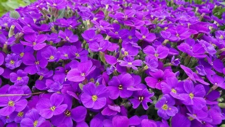 33- Desfrute da beleza das violetas. Fonte: Pinterest