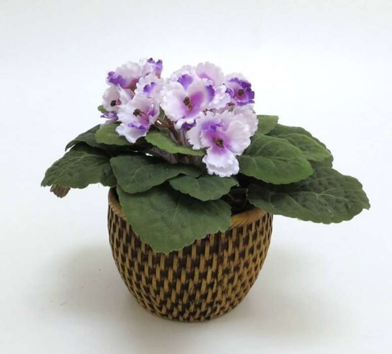 2- Como cuidar de violetas é uma tarefa bastante simples, enfeite as suas janelas com a delicadeza da violeta flor. Fonte: Pinterest