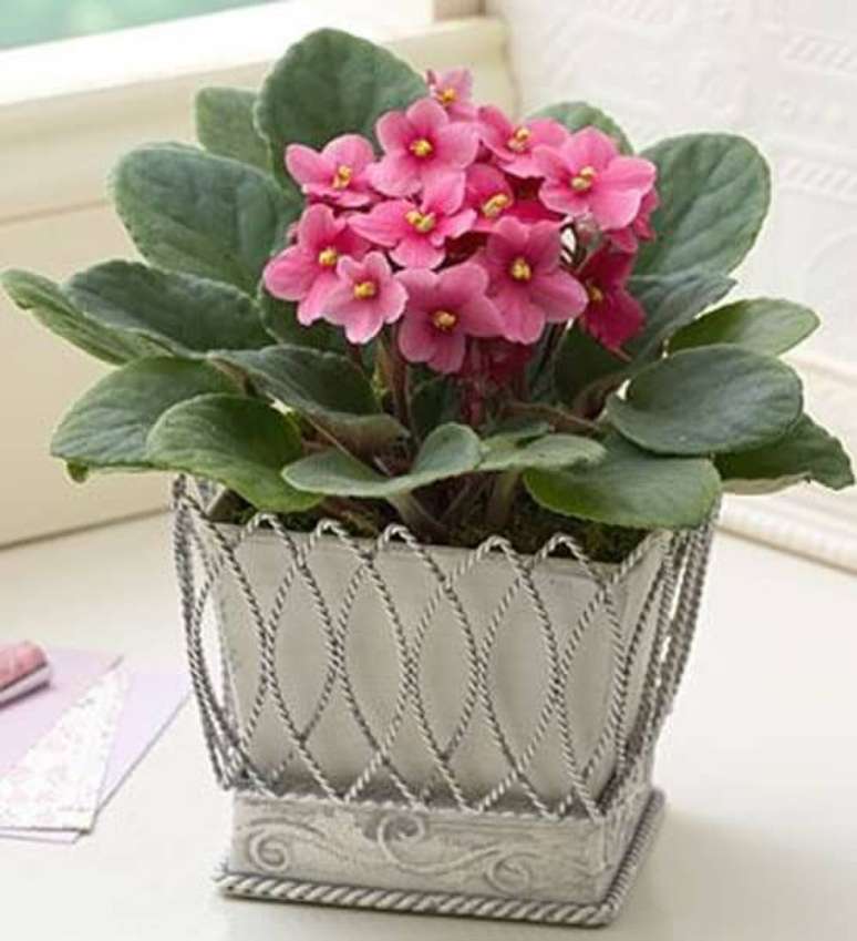 3- As violetas são consideradas plantas românticas e ideais para enfeitar diversos cômodos da casa. Fonte: Como Plantar e Cuidar