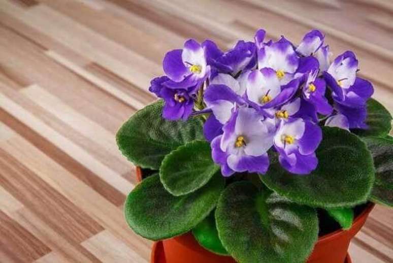 8- As violetas são plantas pequenas e ideais para decorar o banheiro. Fonte: Significado de Las Flores