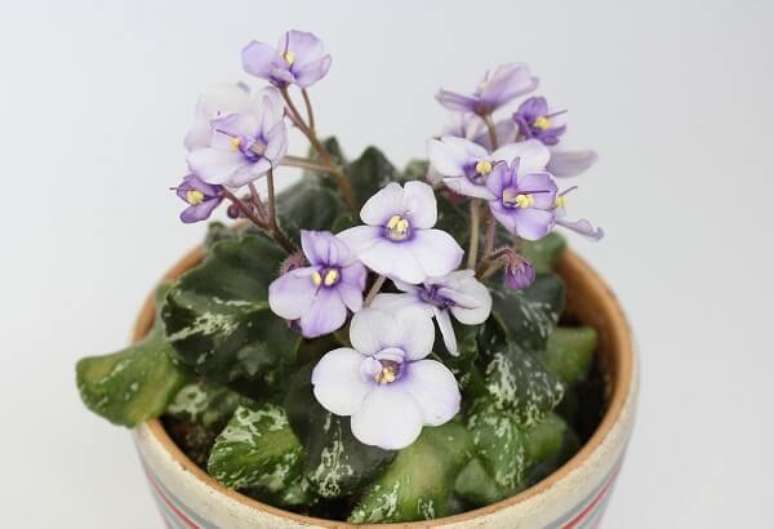 9- As violetas podem ser plantadas em vasos pequenos isoladamente ou em arranjos com mudas de cores diferentes. Fonte: Pixabay
