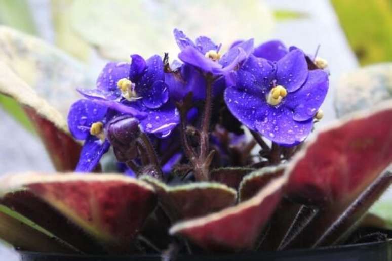 10 – Para regar as violetas você deve levantar delicadamente as folhas e umedecer a terra sem molhar as folhas. Fonte: Blog: Violetas nas Janelas