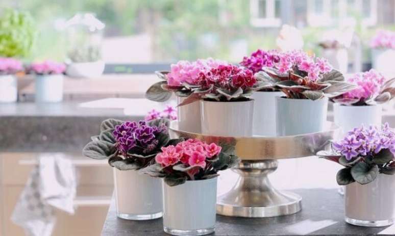 13- O evento foi ornamentado com vasos de violetas nos tons rosa, lilás, roxa e vermelha. Fonte: Sua Casa Sem Segredos