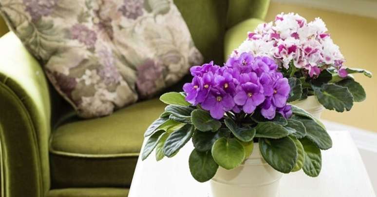 1- As violetas são plantas delicadas ideais para decorar os ambientes internos próximos de janelas. Fonte: Cultura Mix