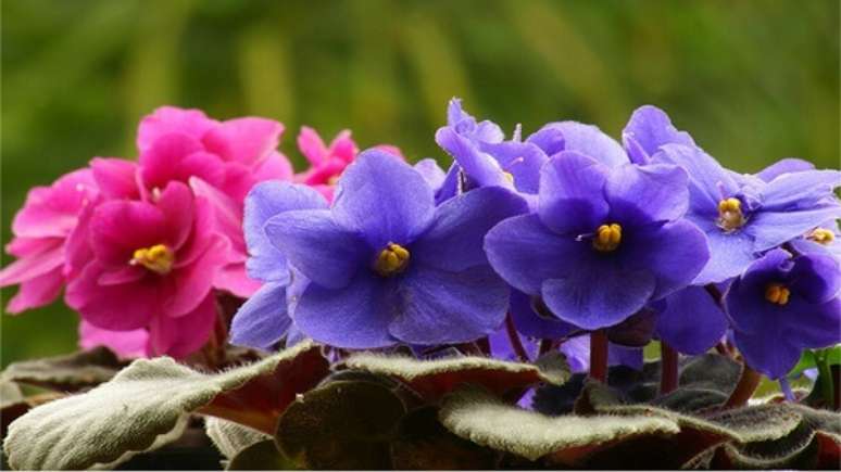 18- É possível colecionar uma grande variedade de violetas em diferentes cores, tamanhos e formatos. Fonte: Pinterest