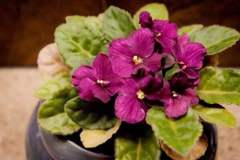 15- As folhas da violeta possuem pelos para impedir o excesso de água. Fonte: Oops Cachê
