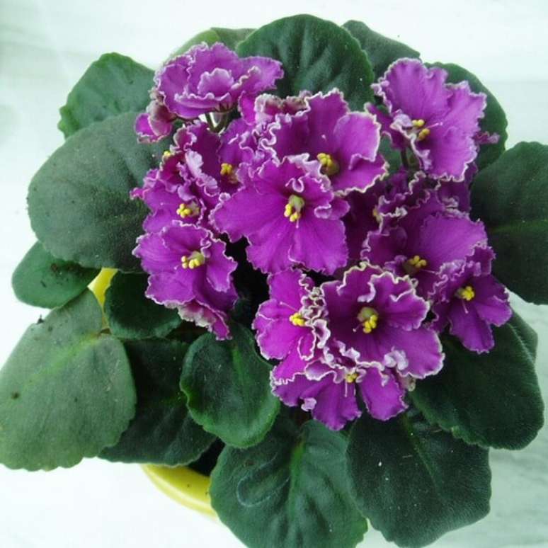 29- As violetas dobradas tem a borda das pétalas na cor branca. Fonte: AliExpress